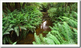 The trail to Hogarth Falls