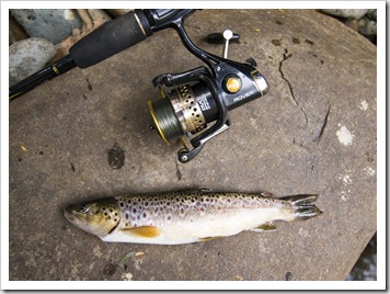 A succesful afternoon of trout fishing on the Franklin River