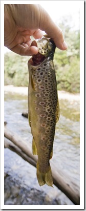 A succesful afternoon of trout fishing on the Franklin River