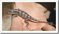 A lizard in the sand dunes at Friendly Beach