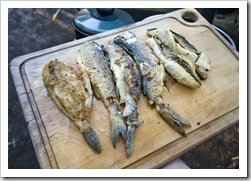 Yelloweye Mullet and Leatherjacket for dinner in Coles Bay