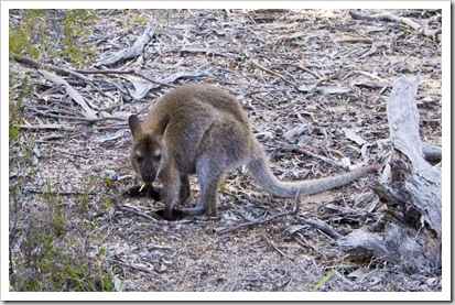 A wallaby on our hike to Wineglass Bay