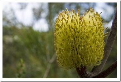Banksia in Freycinet National Park