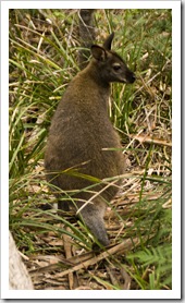 A wallaby in Freycinet National Park
