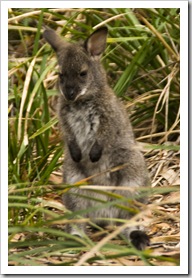 A tiny joey in Freycinet National Park