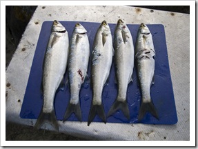 A fresh catch of Yelloweye Mullet for dinner in Coles Bay