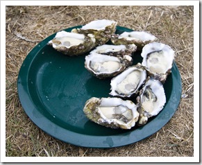 Fresh oysters in Saint Helens
