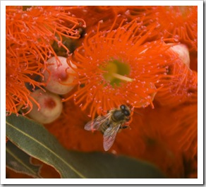 Bees enjoying eucalyptus nectar at Dalrymple Winery