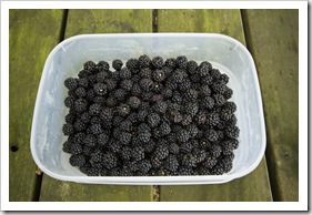 A plethora of fresh blackberries around our campsite at Lilydale Falls