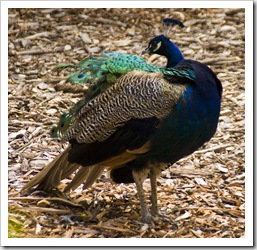 Local peacocks at the Cataract Gorge cafe