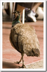 Local peacocks at the Cataract Gorge cafe