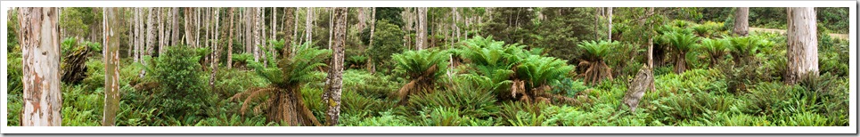 Rainforests near Didleum Plains