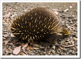 An Echidna crossing the road in Ben Lomond National Park