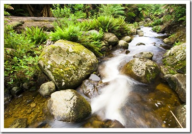 The picturesque cascades in Evercreech Forest