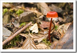 A lone mushroom in Evercreech Forest