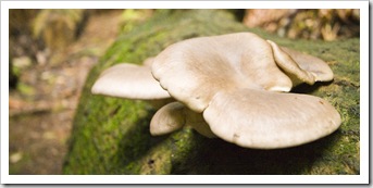 Gigantic fungi in Evercreech Forest