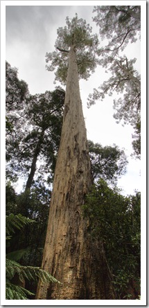 One of the White Knights in Evercreech Forest