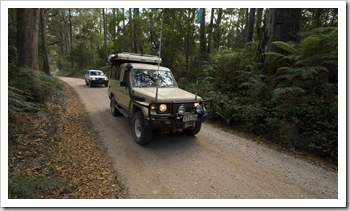 Driving into Mount Victoria Forest Reserve