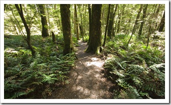 The hiking trail to Ralphs Falls