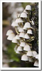 Along the trail to Saint Columba Falls