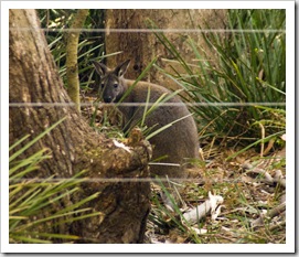 A visitor to our campground at Fortescue Bay