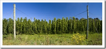 Hops near New Norfolk