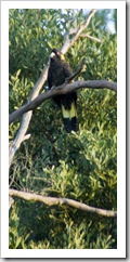 Yellow-Tailed Black Cockatoo