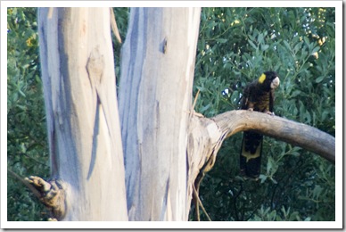 Yellow-Tailed Black Cockatoo