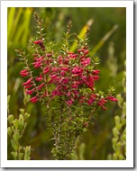 Wildflowers on the hike toward Tasman Head from Cloudy Bay