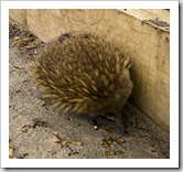 A curious echidna near Fluted Cape