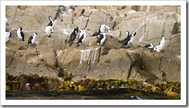 Black-Faced Cormorants