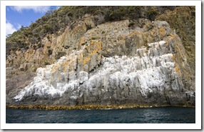 A huge cormorant nesting area on the cliffs near Fluted Cape