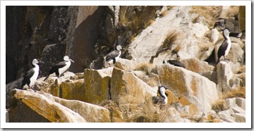 Black-Faced Cormorants