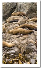 Australian Fur Seals near Tasman Head