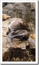 Australian Fur Seals near Tasman Head