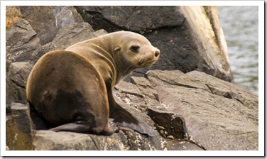 Australian Fur Seals near Tasman Head