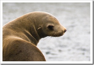 Australian Fur Seals near Tasman Head