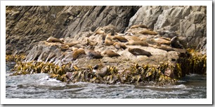 Australian Fur Seals near Tasman Head