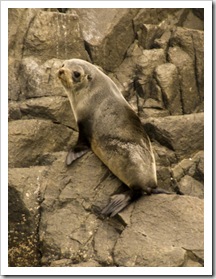 Australian Fur Seals near Tasman Head