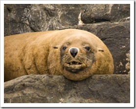 Australian Fur Seals near Tasman Head