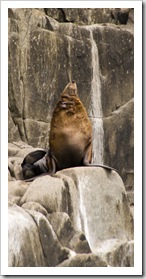 Australian Fur Seals near Tasman Head