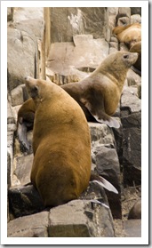 Australian Fur Seals near Tasman Head