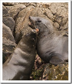 Australian Fur Seals near Tasman Head