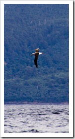 A lone Albatross cruising near Mangana Bluff