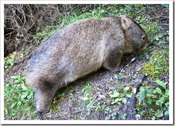 A Hairy-Nosed Wombat on our hike to Pillar Point