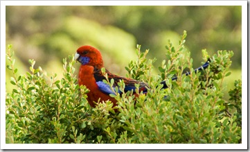 Friendly Crimson Rosellas at our campsite at Tidal River