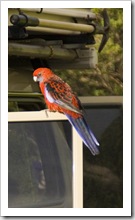 Friendly Crimson Rosellas at our campsite at Tidal River