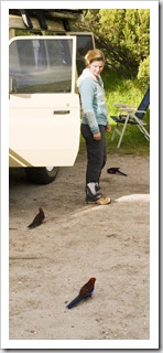 Lisa surrounded by friendly Crimson Rosellas at our campsite at Tidal River