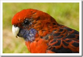 Friendly Crimson Rosellas at our campsite at Tidal River