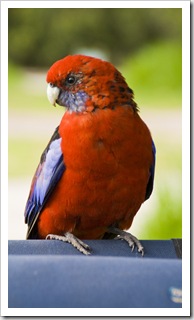 Friendly Crimson Rosellas at our campsite at Tidal River